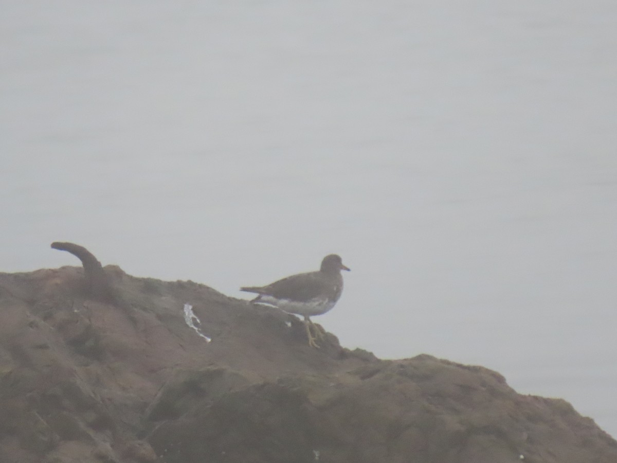 brottsnipe - ML641299850