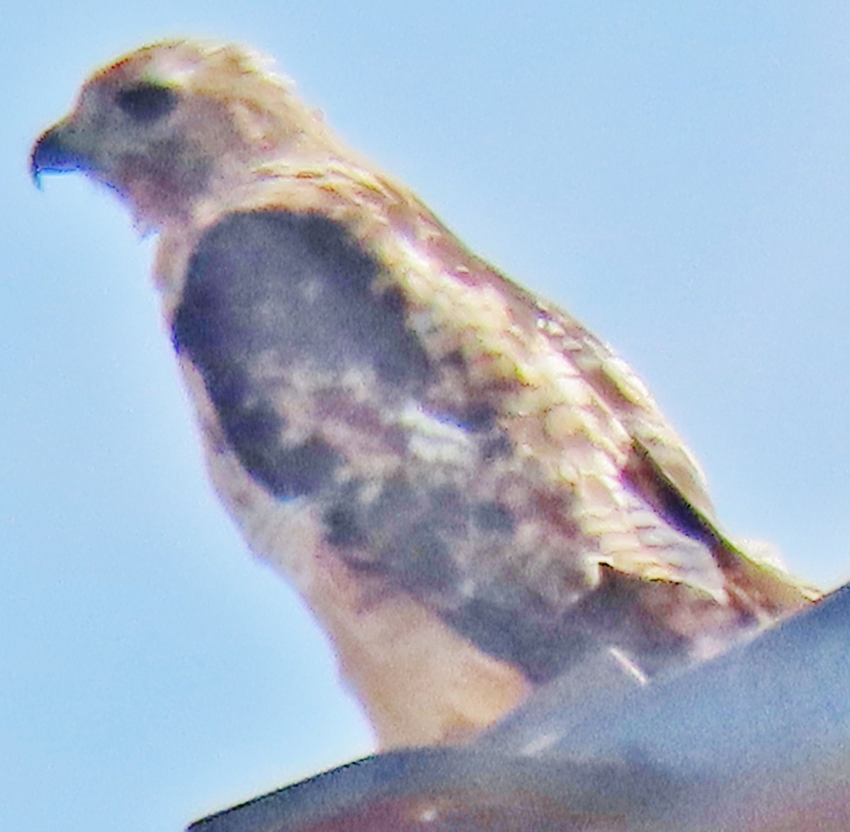 Red-tailed Hawk - ML641299856