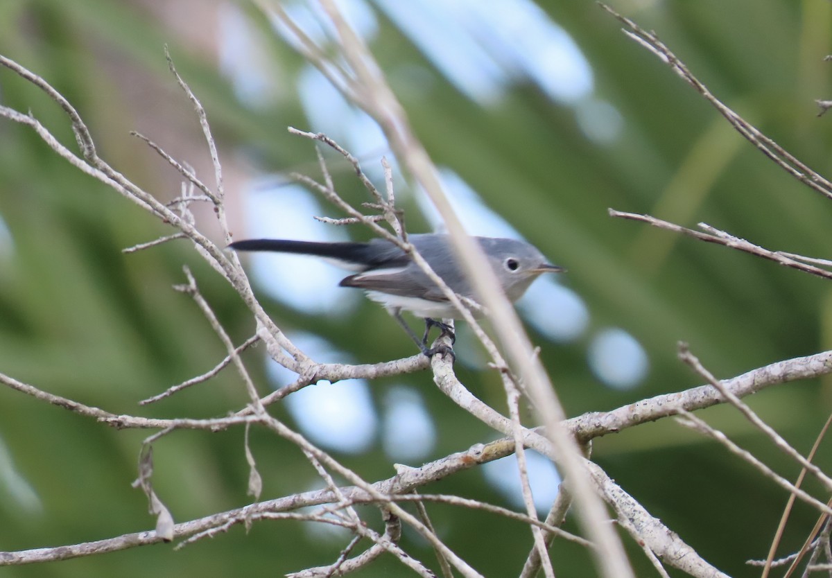Blue-gray Gnatcatcher - ML641299860