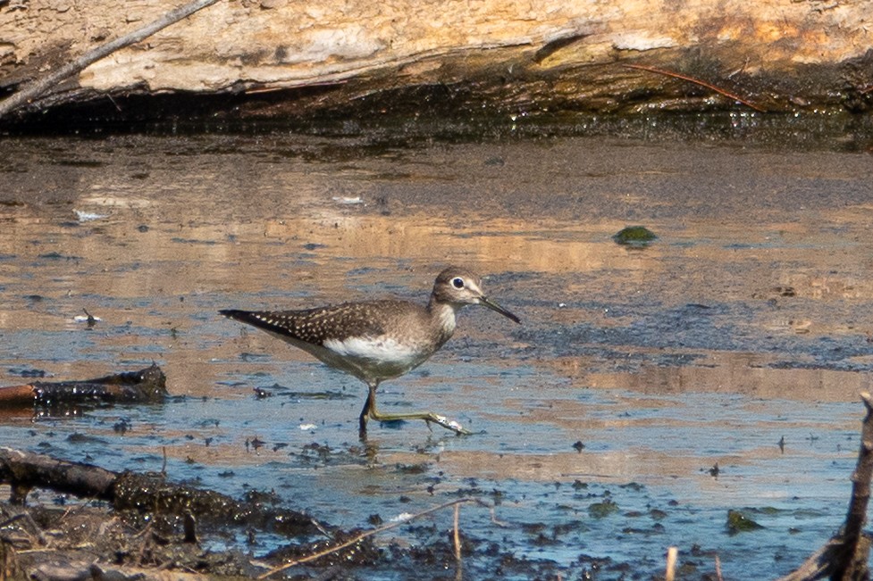 Solitary Sandpiper - ML641299872