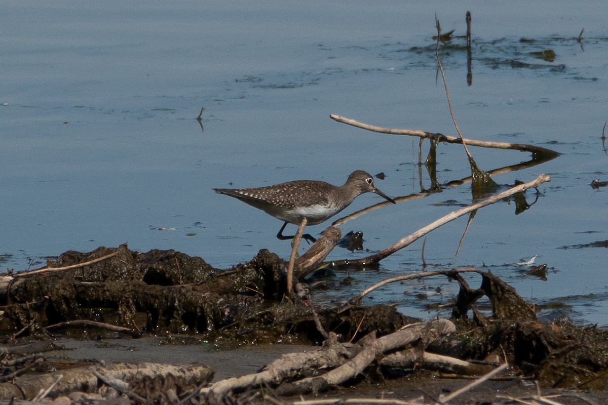 Solitary Sandpiper - ML641299873