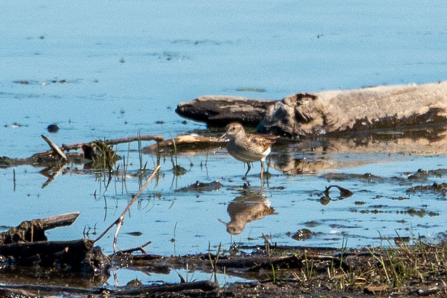 Least Sandpiper - ML641299875