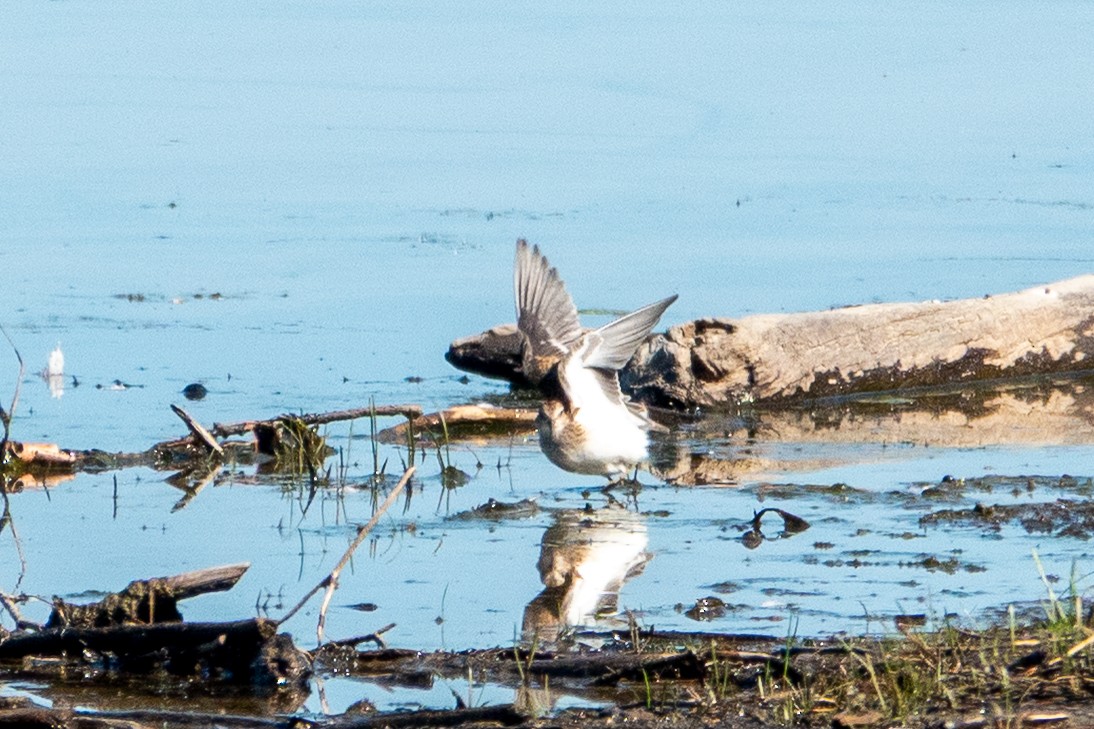 Least Sandpiper - ML641299876
