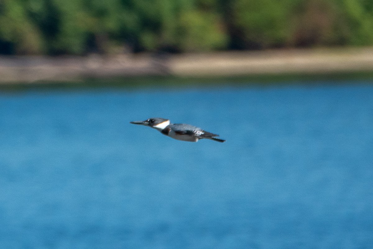 Belted Kingfisher - ML641299890