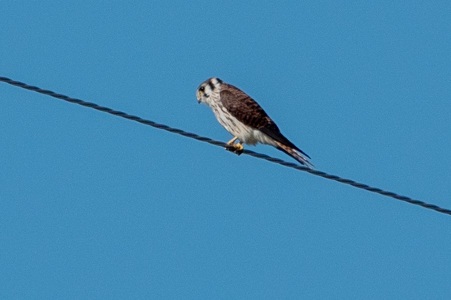 American Kestrel - ML641299907