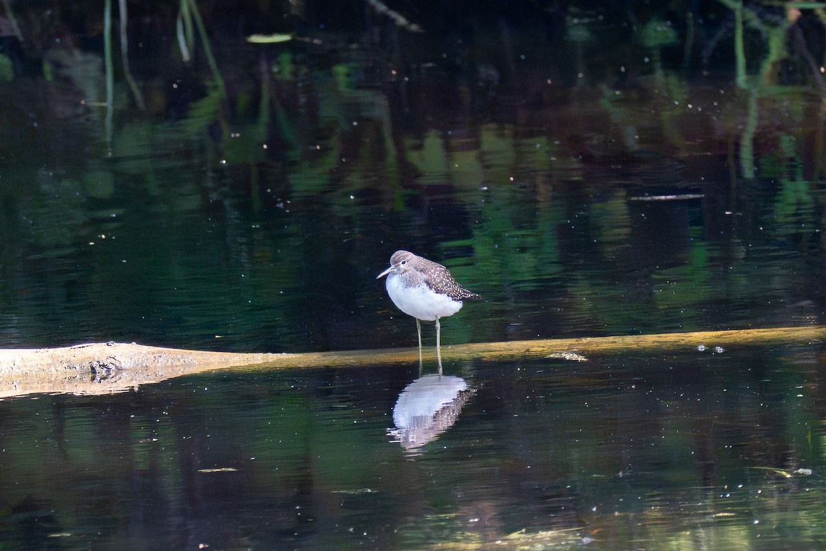 Solitary Sandpiper - ML641299916