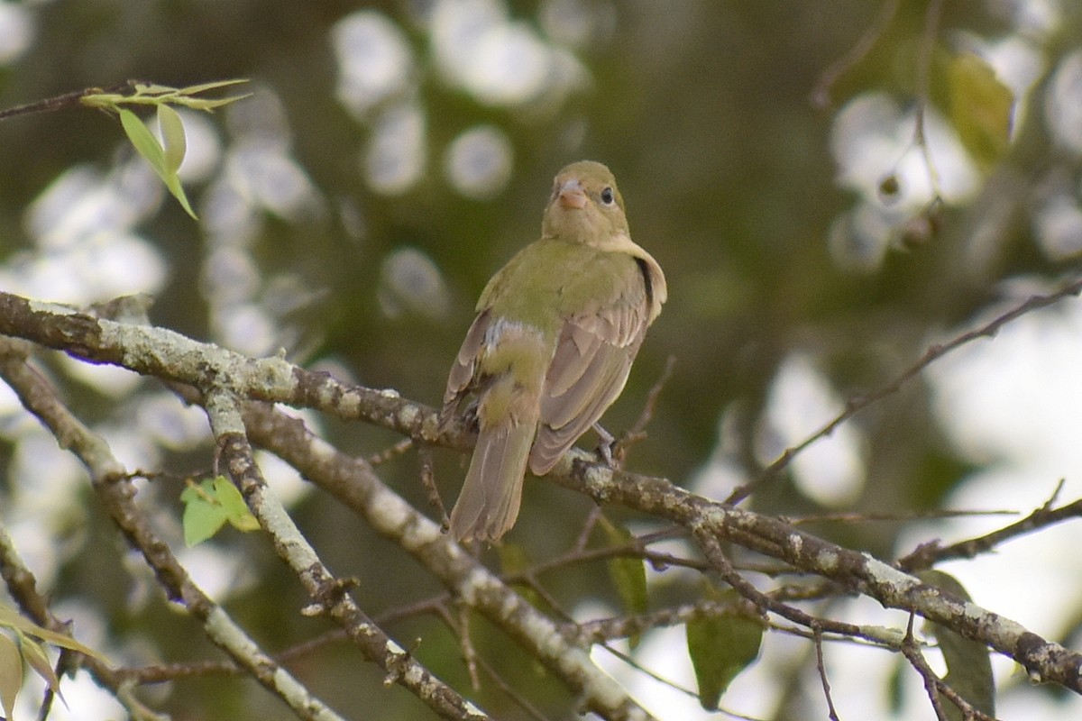 Painted Bunting - ML641299936