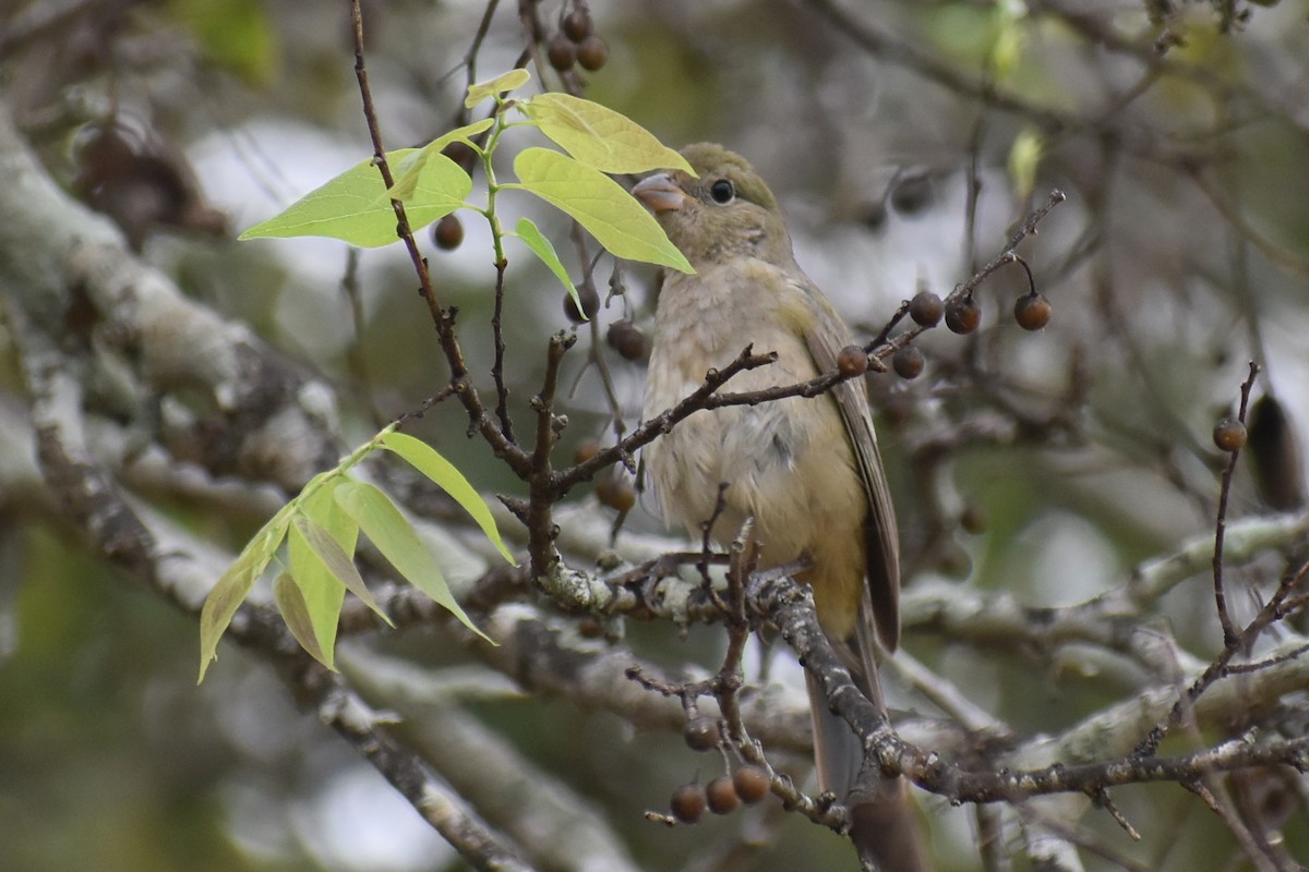 Painted Bunting - ML641299938