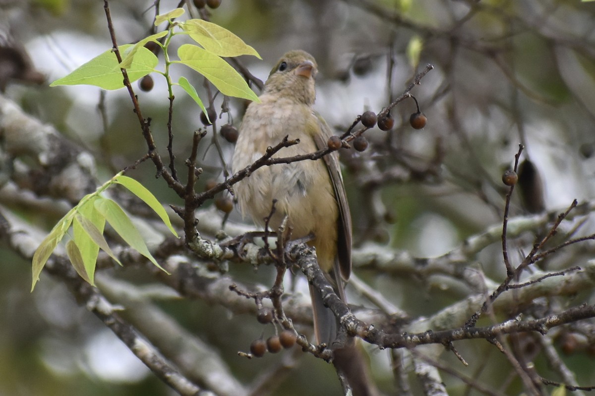 Painted Bunting - ML641299941