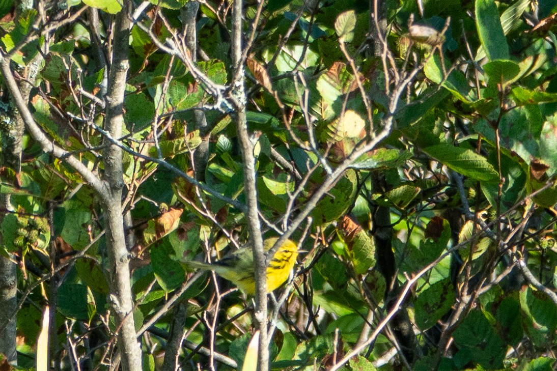 Prairie Warbler - ML641299942
