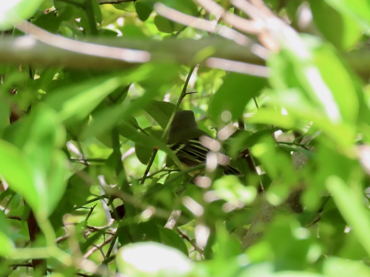 Thick-billed Vireo - ML641299947