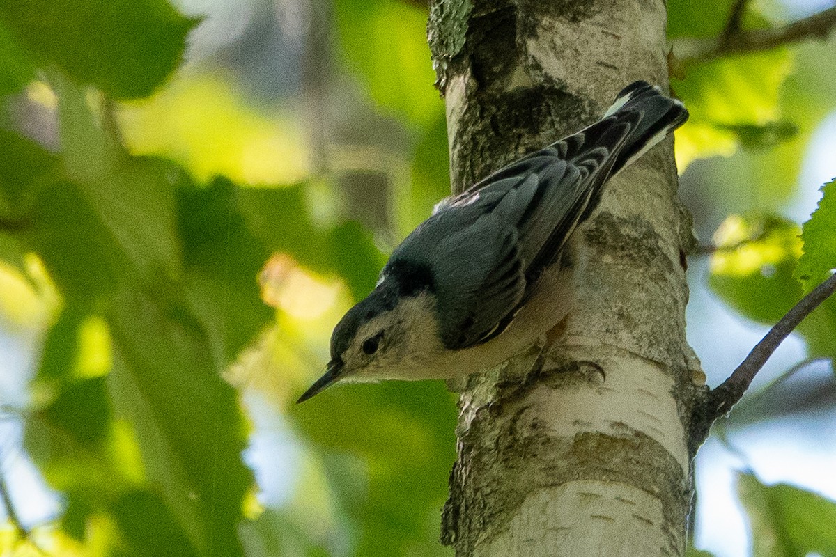 White-breasted Nuthatch - ML641299948