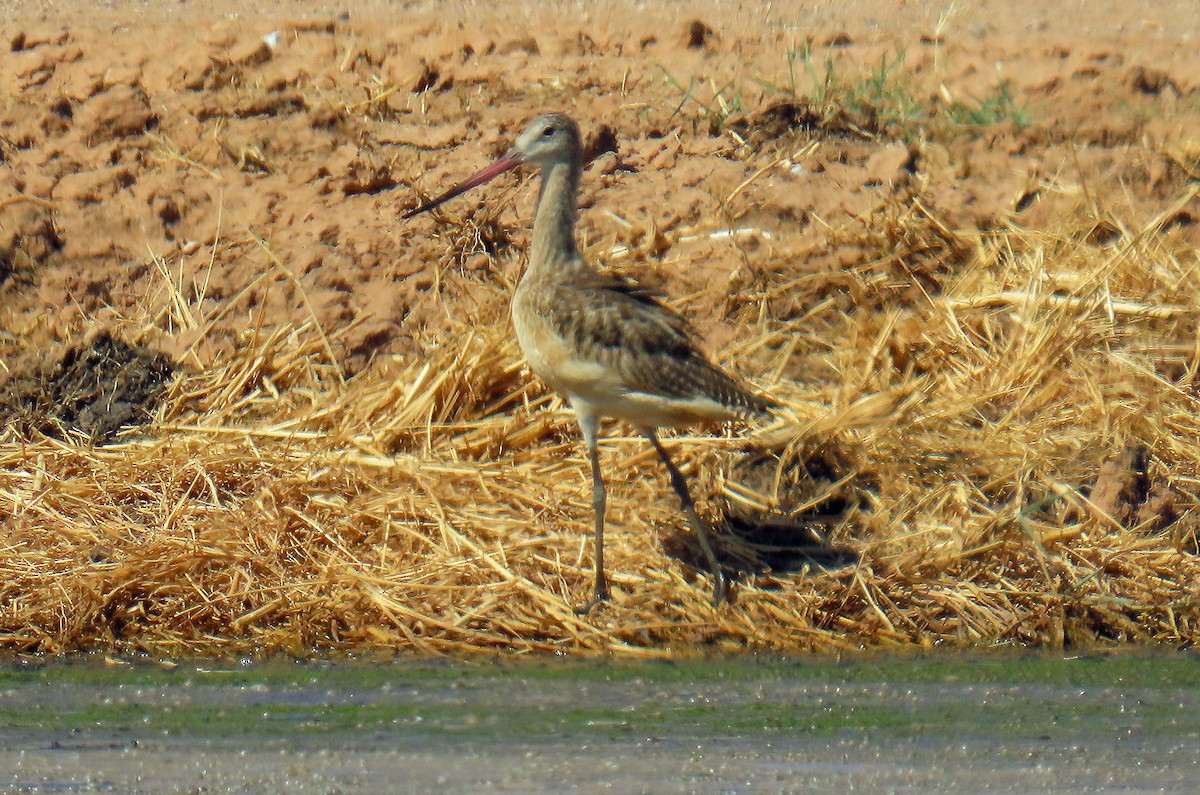 Marbled Godwit - ML641299951