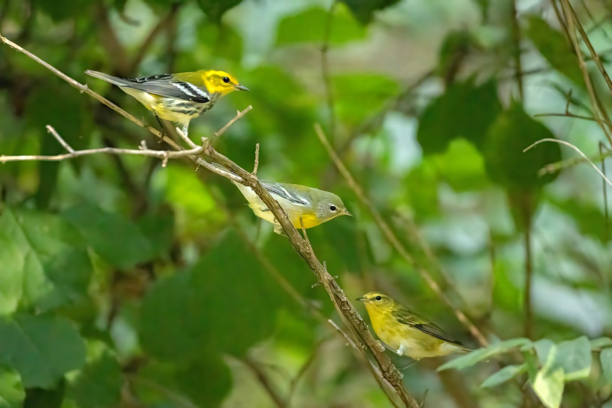 Northern Parula - ML641299953