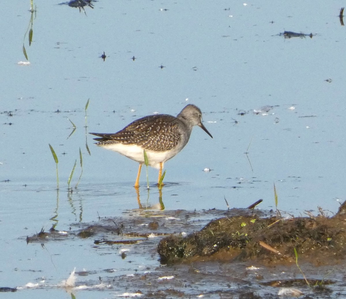 Lesser Yellowlegs - ML641299955
