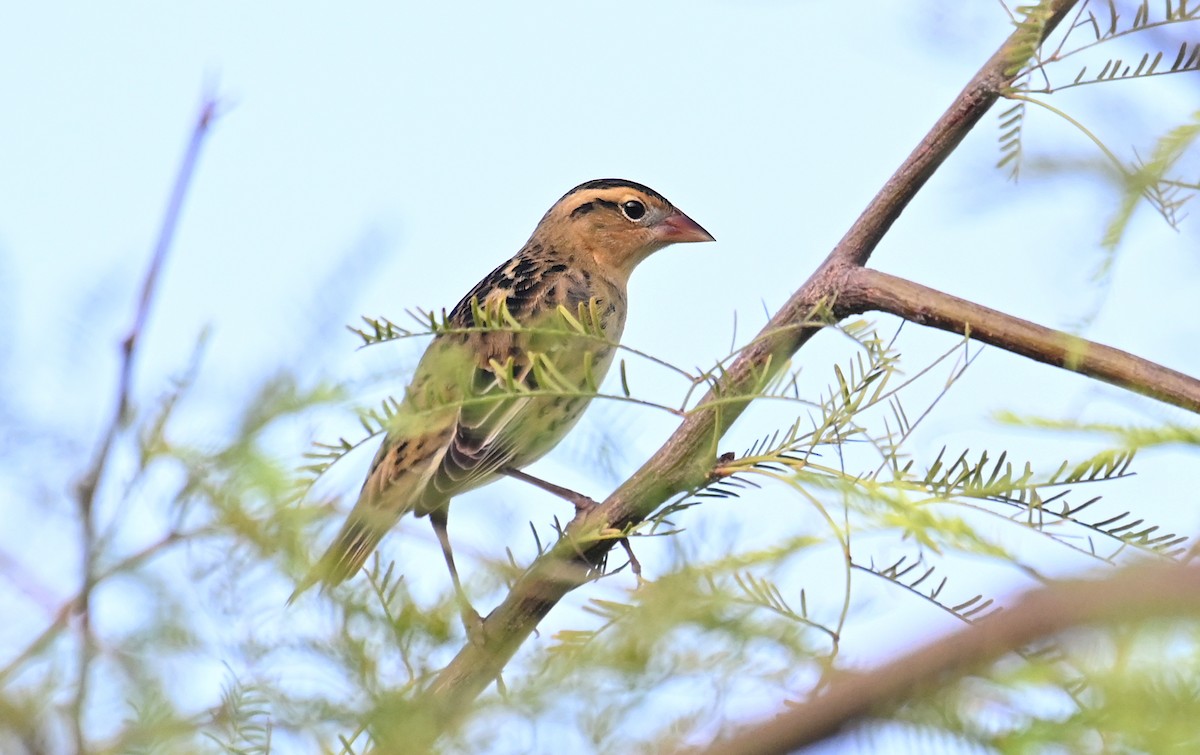 Bobolink - ML641299956