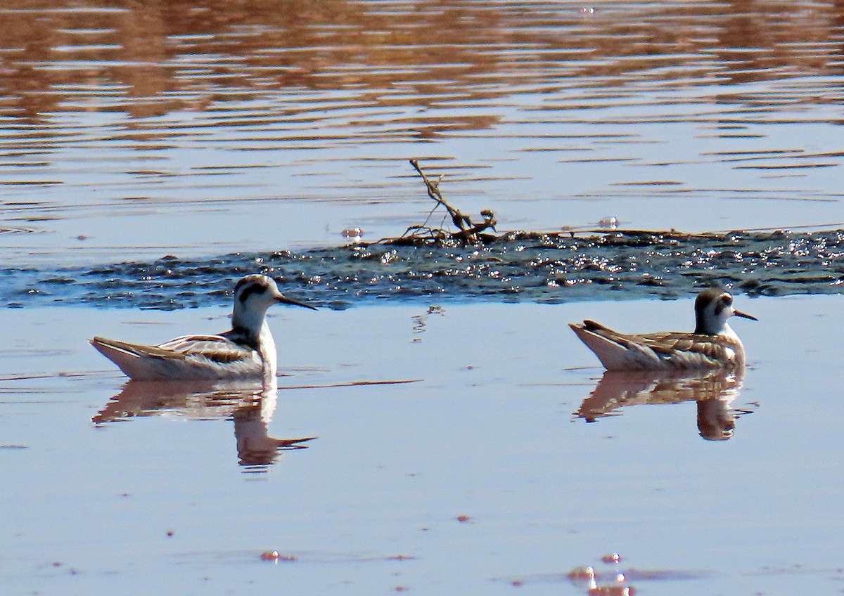 Red-necked Phalarope - ML641299957