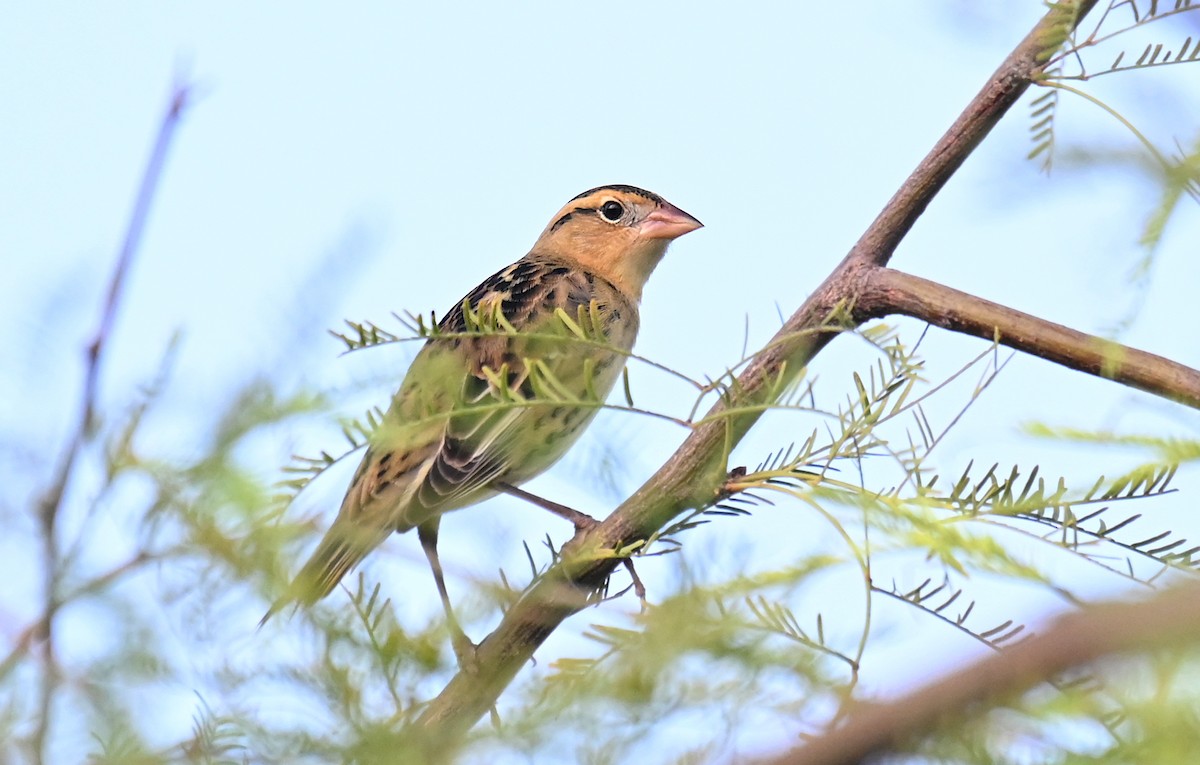 Bobolink - ML641299958
