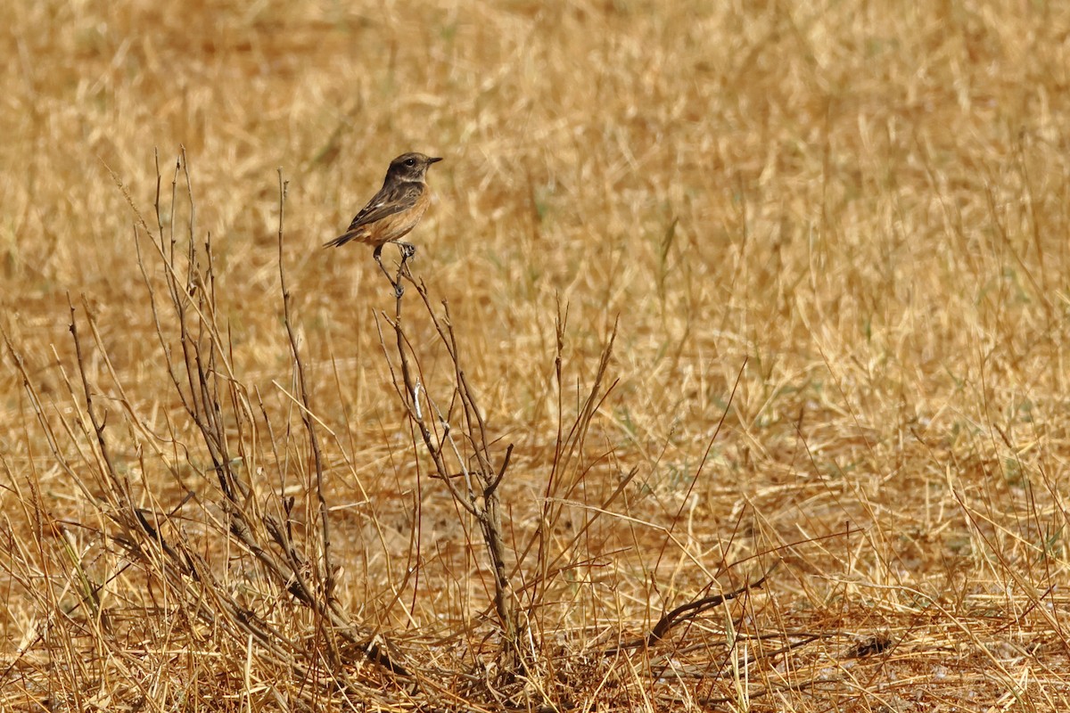 European Stonechat - ML641299960