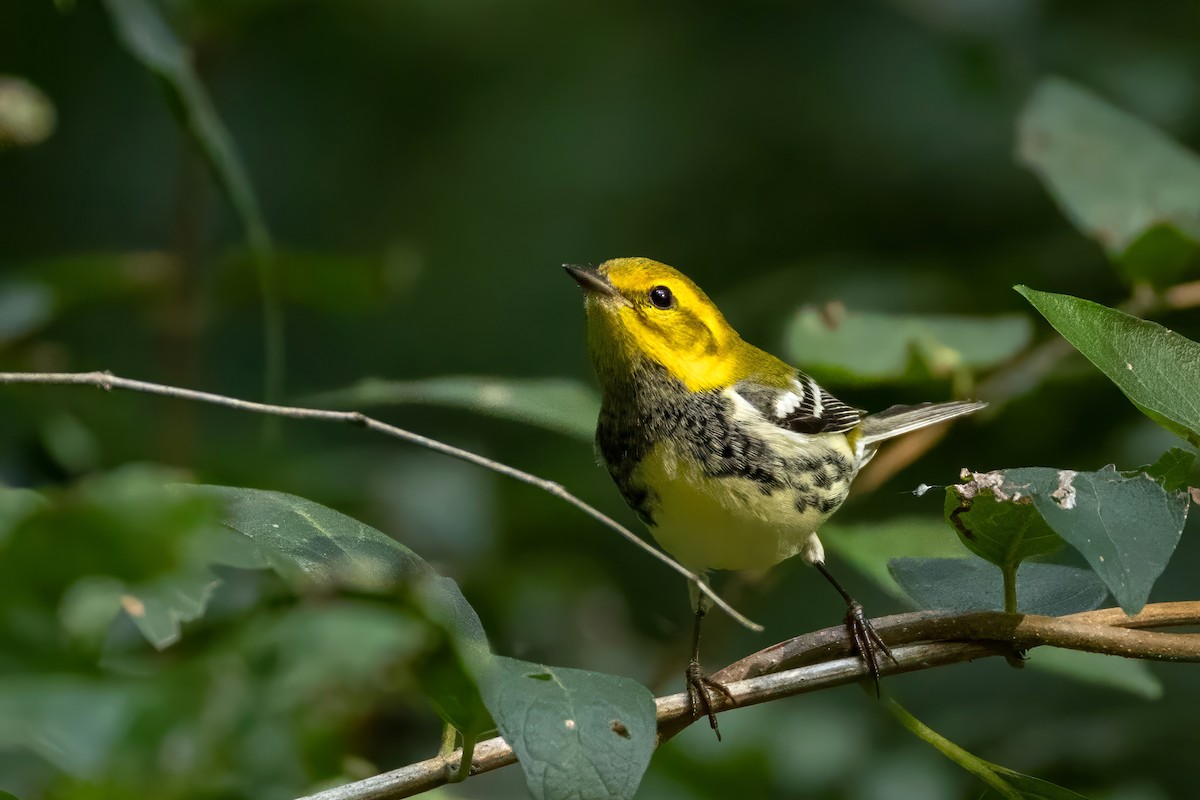 Black-throated Green Warbler - ML641299962