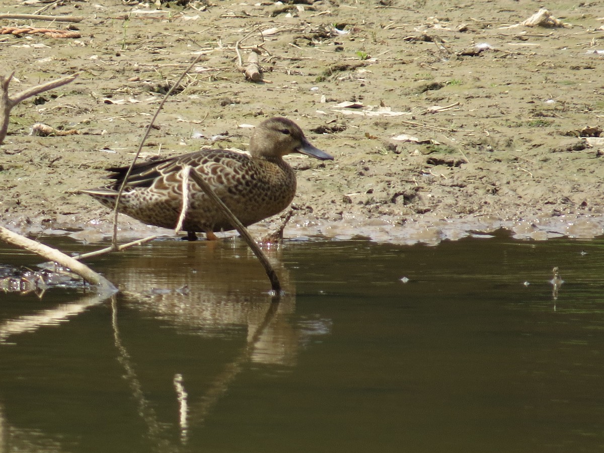 Blue-winged Teal - ML641299964