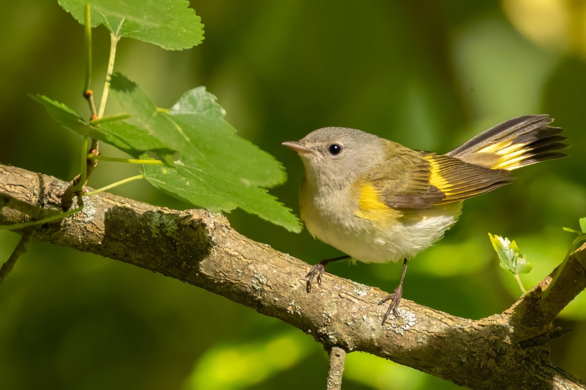 American Redstart - ML641299968