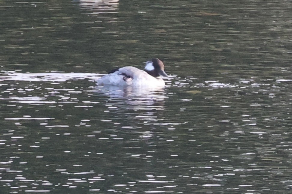 Bufflehead - ML641299972