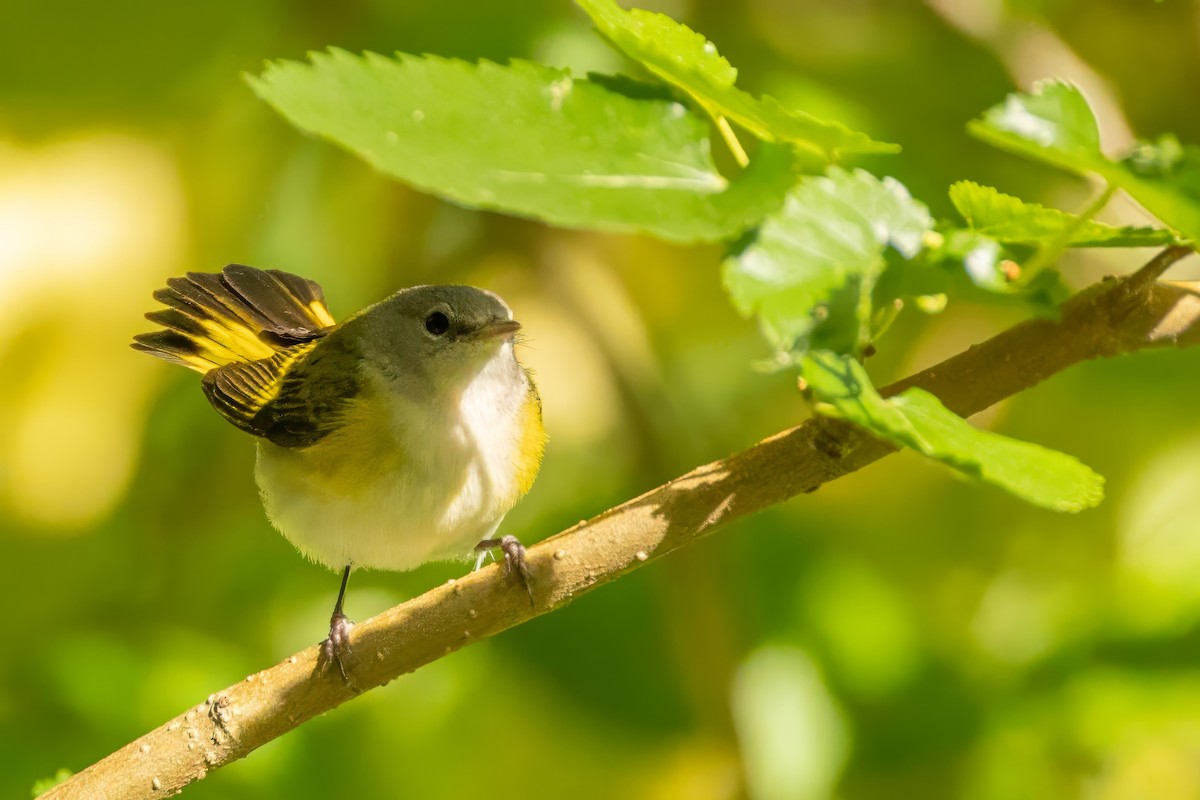 American Redstart - ML641299974
