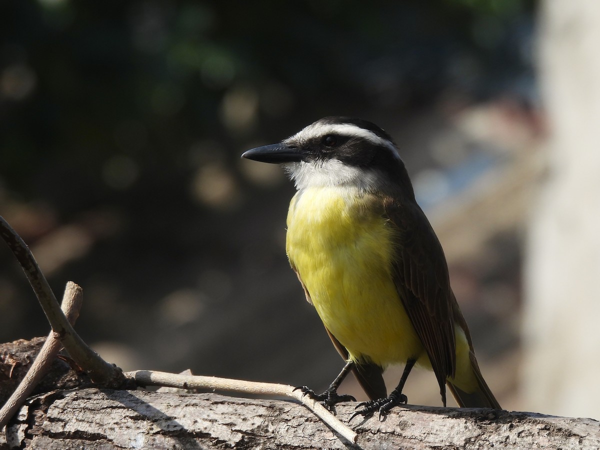 Great Kiskadee - ML641299975