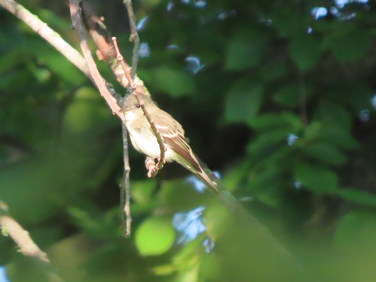 Eastern Wood-Pewee - ML641299978