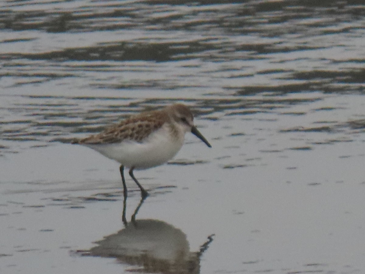 beringsnipe - ML641299984