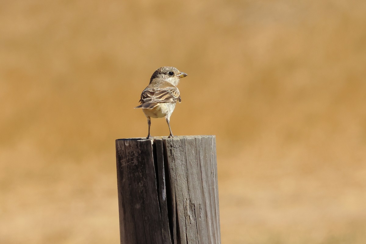 Woodchat Shrike - ML641299986
