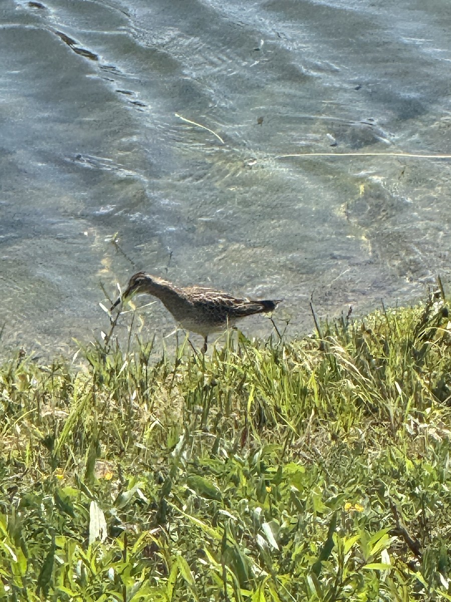 Pectoral Sandpiper - ML641299987