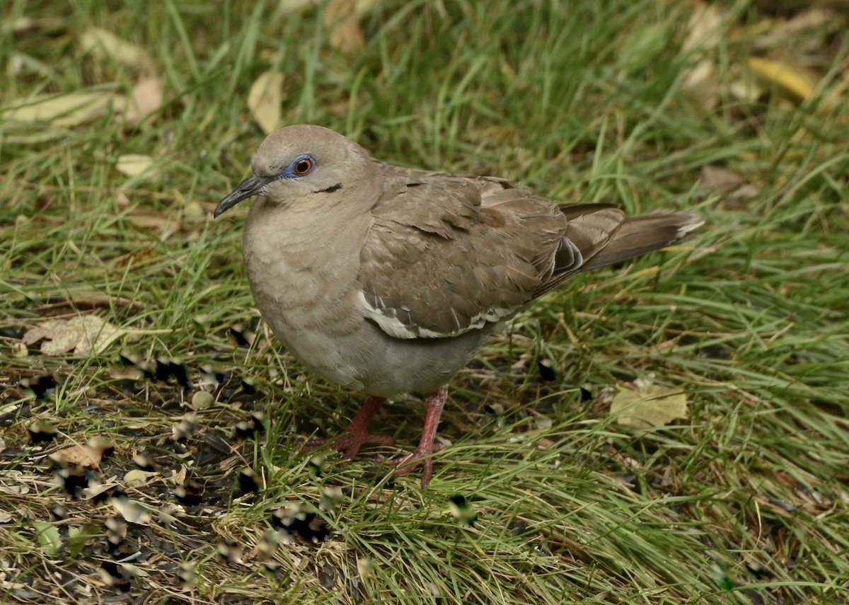 White-winged Dove - ML641299991