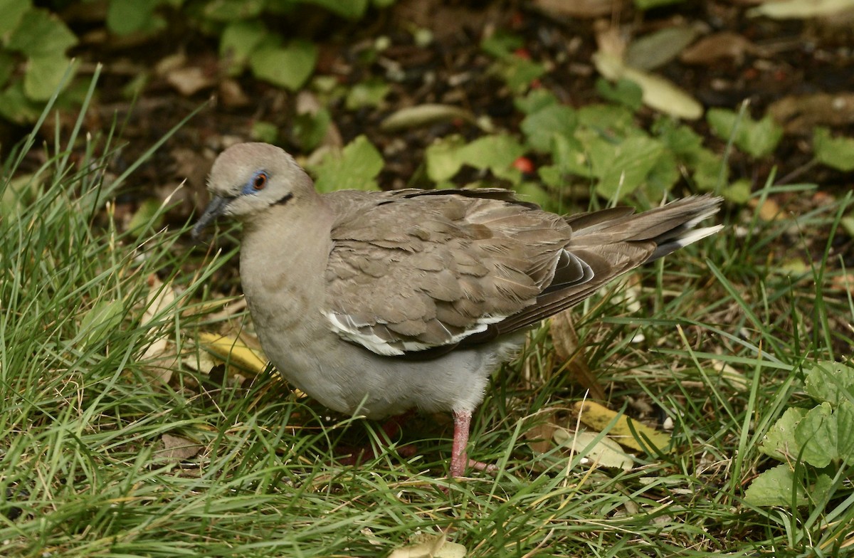White-winged Dove - ML641300014