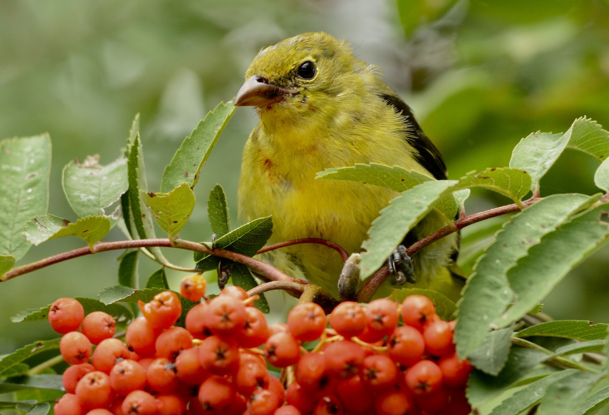 Scarlet Tanager - ML641300029