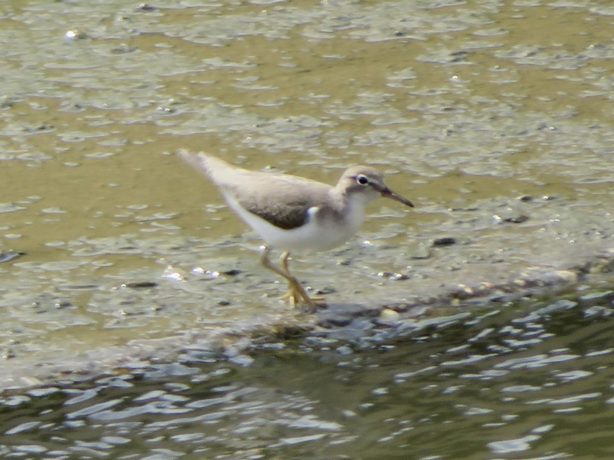 flekksnipe - ML641300060
