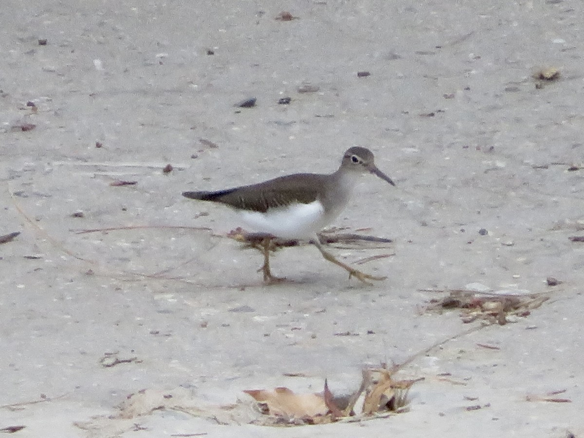 flekksnipe - ML641300061