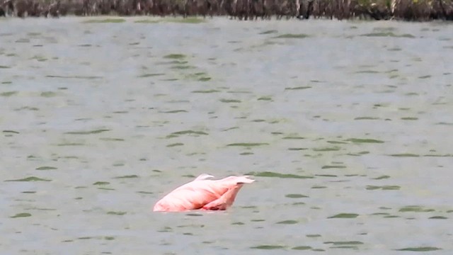 American Flamingo - ML641300083