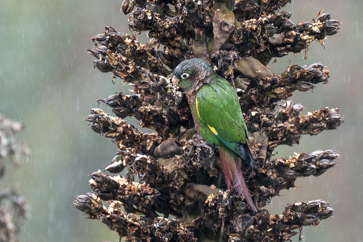 Brown-breasted Parakeet - ML641300089