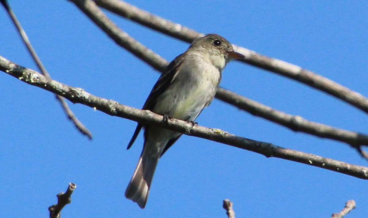 Eastern Wood-Pewee - ML641300095
