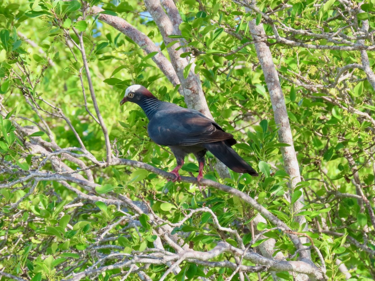 White-crowned Pigeon - ML641300099