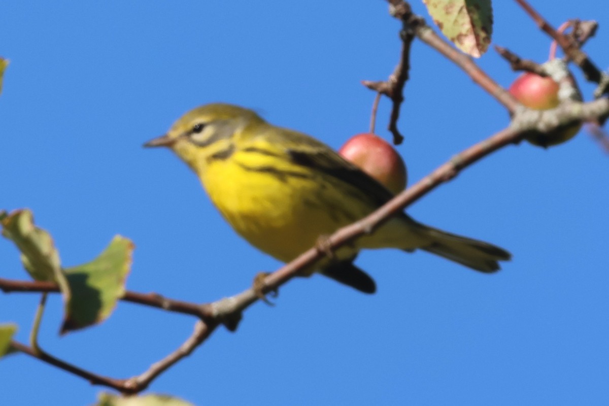 buskparula - ML641300104