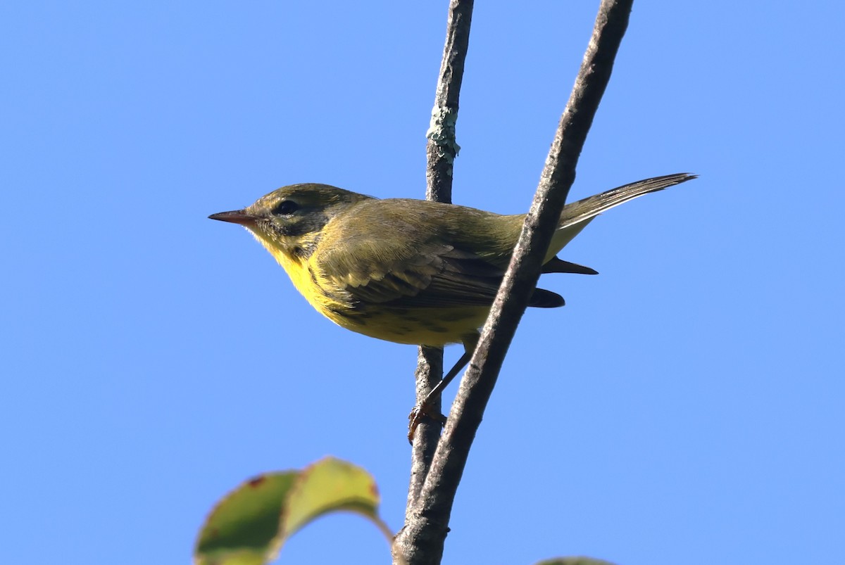 buskparula - ML641300105