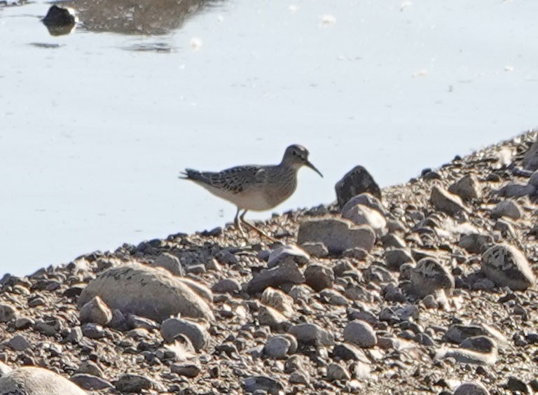 Bécasseau à poitrine cendrée - ML641300115
