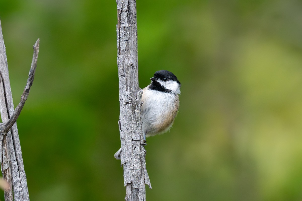 Mésange à tête noire - ML641300121