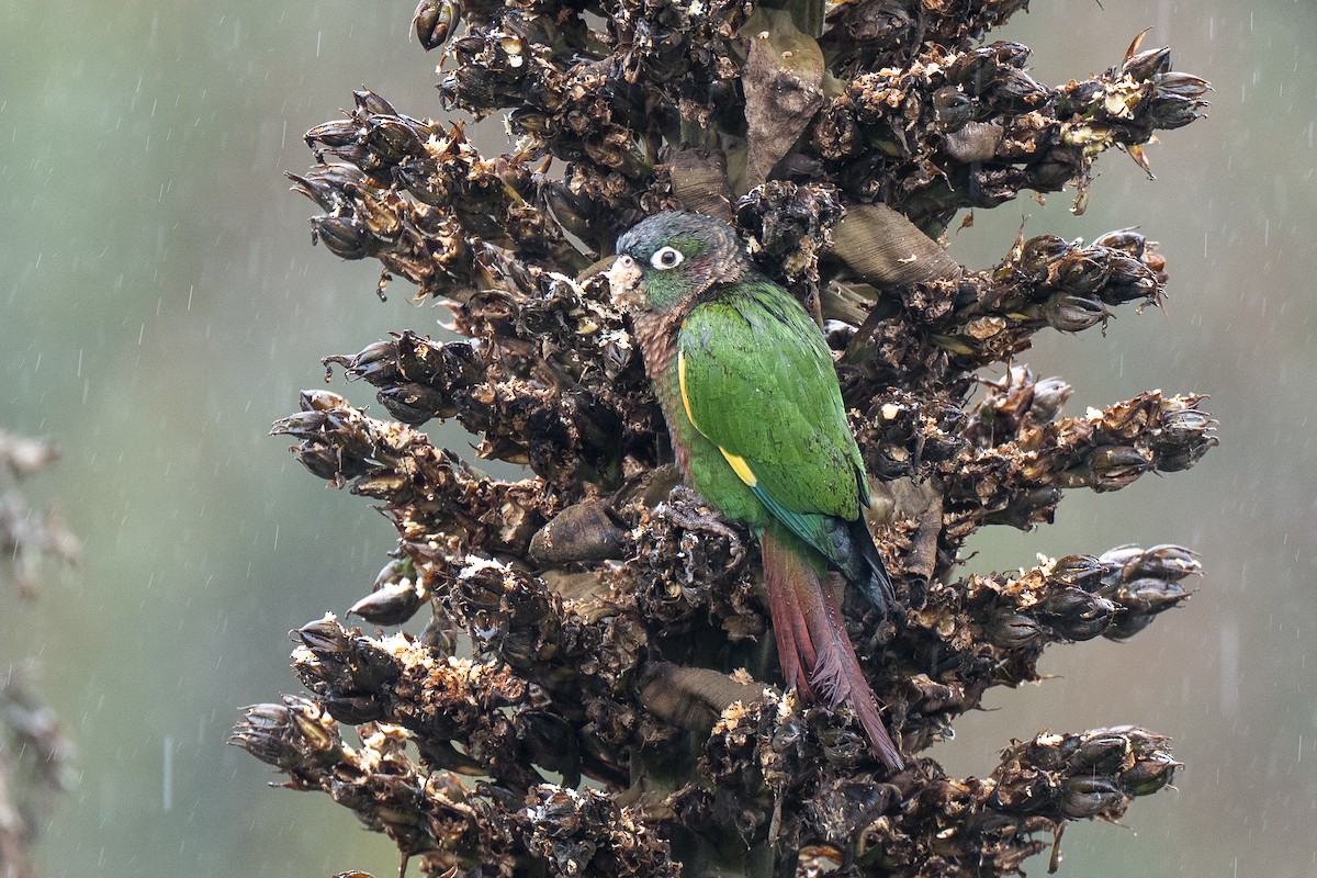 Conure à poitrine brune - ML641300139
