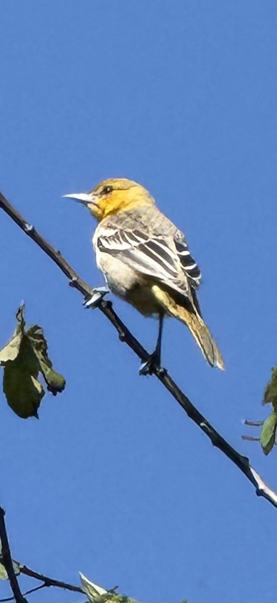 Oriole de Bullock - ML641300143