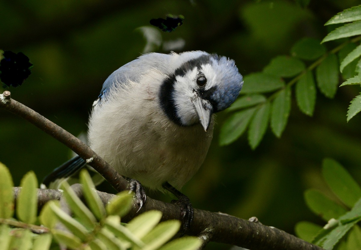 Blue Jay - ML641300150