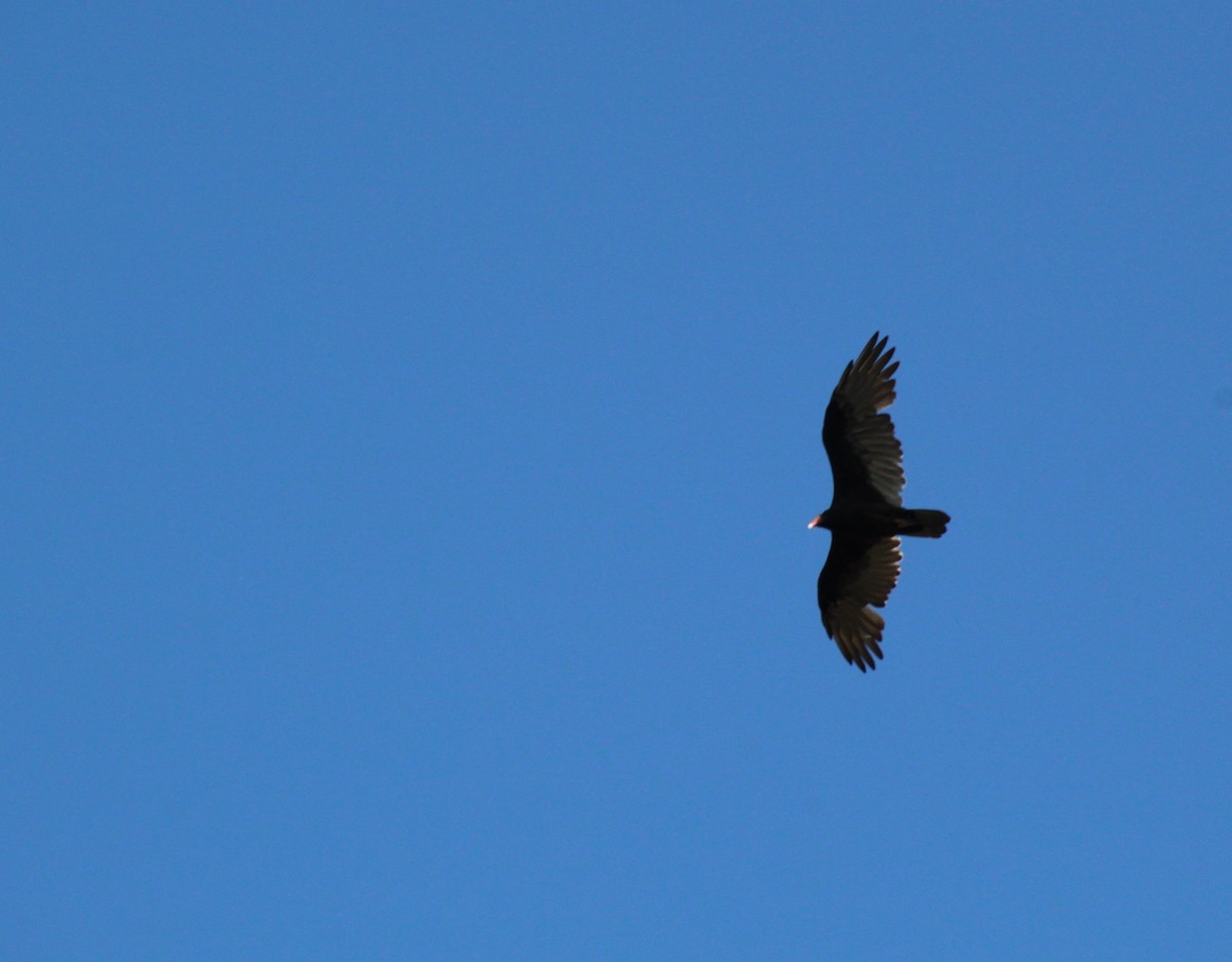 Turkey Vulture - ML641300173